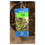 Viking Aronia 3 gallon pot