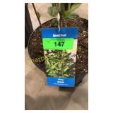 Viking Aronia 3 gallon pot