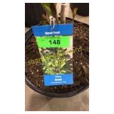 Viking Aronia 3 gallon pot