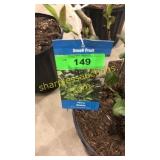 Viking Aronia 3 gallon pot