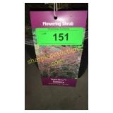 Rosy Glow Barberry 3 gallon pot