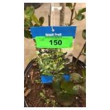 Viking Aronia 3 gallon pot
