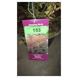 Rosy Glow Barberry 3 gallon pot