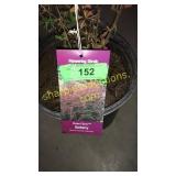 Rosy Glow Barberry 3 gallon pot