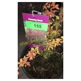 Rosy Glow Barberry 3 gallon pot