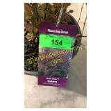 Rosy Glow Barberry 3 gallon pot