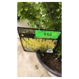 Sunjoy Gold Pillar Barberry 3 gallon pot