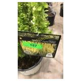 Sunjoy Gold Pillar Barberry 3 gallon pot