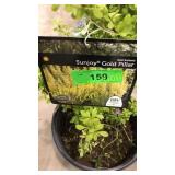 Sunjoy Gold Pillar Barberry 3 gallon pot