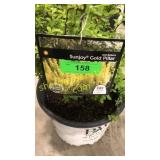 Sunjoy Gold Pillar Barberry 3 gallon pot