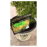 Sunjoy Gold Pillar Barberry 3 gallon pot