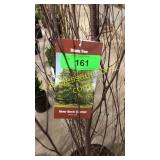 River Clump Birch 10 gallon pot