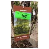 River Clump Birch 10 gallon pot