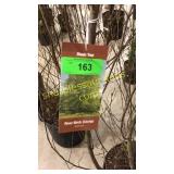 River Clump Birch 10 gallon pot