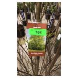 River Clump Birch 10 gallon pot