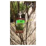 River Clump Birch 10 gallon pot