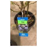 Blue Crop Blueberry 1.5 gallon pot