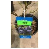 Blue Crop Blueberry 1.5 gallon pot
