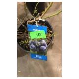 Blue Crop Blueberry 1.5 gallon pot