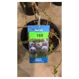 Blue Crop Blueberry 1.5 gallon pot