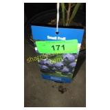 Northland Blueberry 1.5 gallon pot