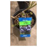 Blue Crop Blueberry 1.5 gallon pot