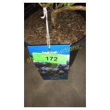 Northland Blueberry 1.5 gallon pot