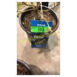 Northland Blueberry 1.5 gallon pot