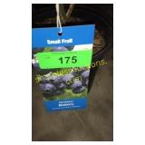Northland Blueberry 1.5 gallon pot