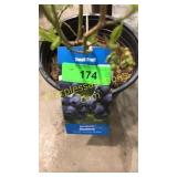 Northland Blueberry 1.5 gallon pot