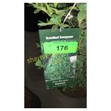 Green Mountain Boxwood 3 gallon pot