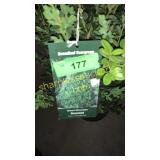 Green Mountain Boxwood 3 gallon pot