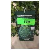 Green Mountain Boxwood 3 gallon pot