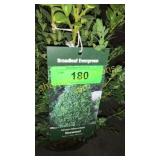 Green Mountain Boxwood 3 gallon pot