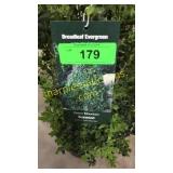 Green Mountain Boxwood 3 gallon pot