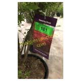 Dwarf Burning Bush 5 gallon pot