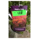 Dwarf Burning Bush 5 gallon pot