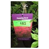 Dwarf Burning Bush 5 gallon pot