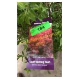 Dwarf Burning Bush 5 gallon pot