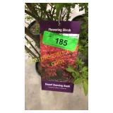 Dwarf Burning Bush 5 gallon pot