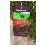 Dwarf Burning Bush 5 gallon pot