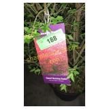 Dwarf Burning Bush 5 gallon pot