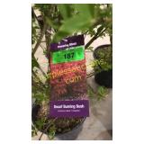 Dwarf Burning Bush 5 gallon pot