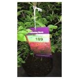 Dwarf Burning Bush 5 gallon pot