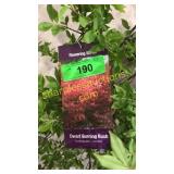 Dwarf Burning Bush 5 gallon pot