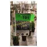 Weeping Snow Fountain Cherry 10 gal pot