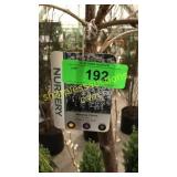 Weeping Snow Fountain Cherry 10 gal pot