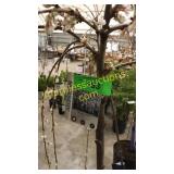 Weeping Snow Fountain Cherry 10 gal pot