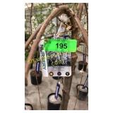 Weeping Snow Fountain Cherry 10 gal pot