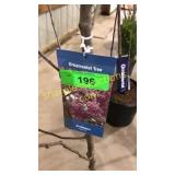 Indian Summer Crabapple 5 gallon pot
